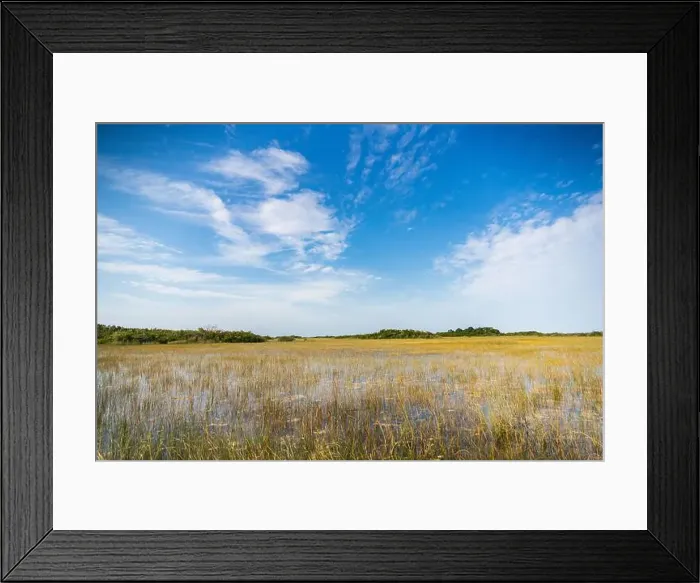 Framed Print : The Swamp land at Everglades National Park, Florida, United States Framed Print : The Swamp land at Everglades National Park, Florida, United States