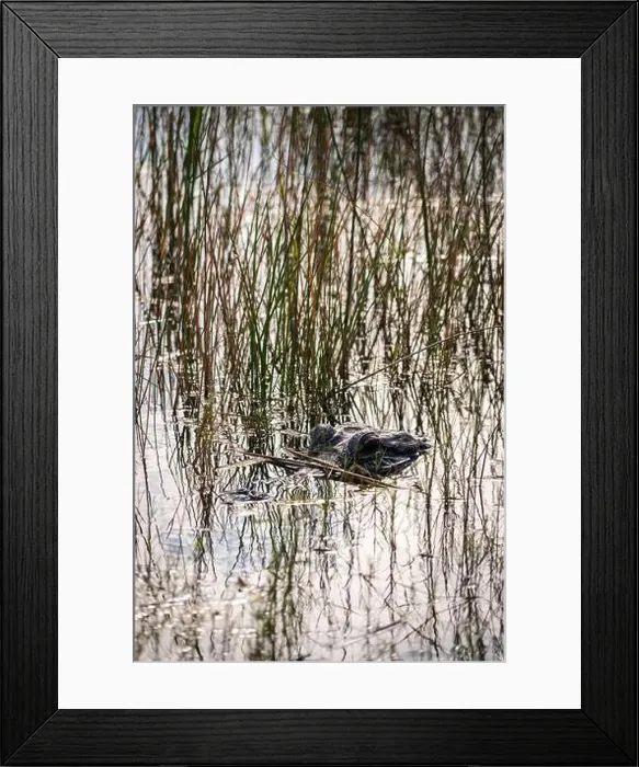 Framed Print : A Crocodile at Everglades National Park, Florida, United States Framed Print : A Crocodile at Everglades National Park, Florida, United States