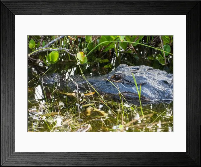 Framed Print : A Crocodile at Everglades National Park, Florida, United States Framed Print : A Crocodile at Everglades National Park, Florida, United States