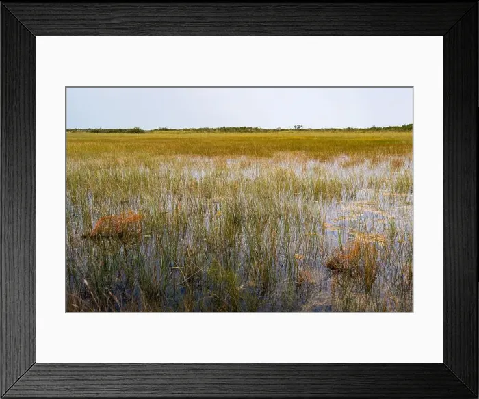 Framed Print : The Swamp land at Everglades National Park, Florida, United States Framed Print : The Swamp land at Everglades National Park, Florida, United States