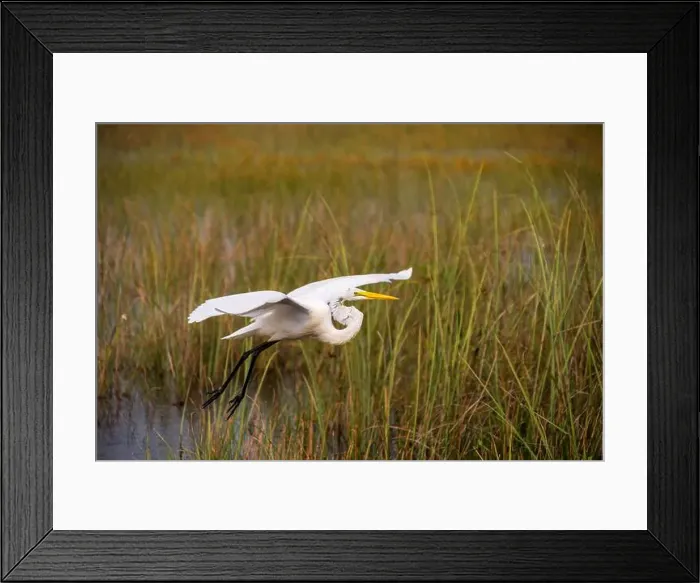 Framed Print : A White crane bird in Everglades National Park, Florida, United States Framed Print : A White crane bird in Everglades National Park, Florida, United States
