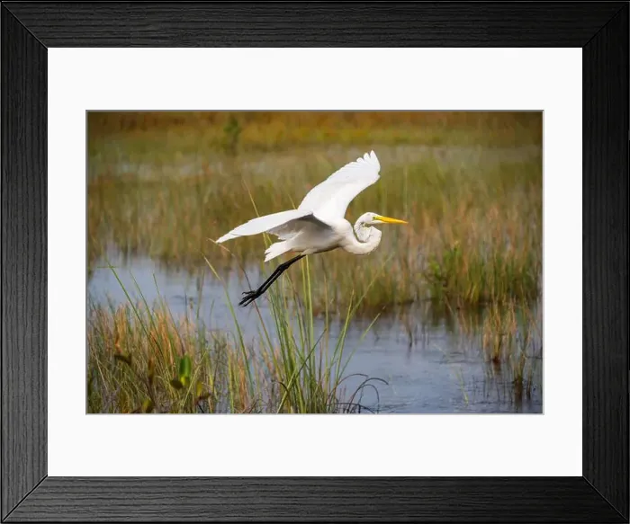 Framed Print : A White crane bird in Everglades National Park, Florida, United States Framed Print : A White crane bird in Everglades National Park, Florida, United States