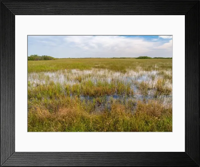 Framed Print : The Swamp land at Everglades National Park, Florida, United States Framed Print : The Swamp land at Everglades National Park, Florida, United States