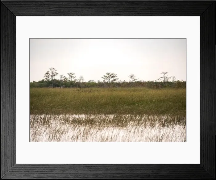 Framed Print : The Swamp land at Everglades National Park, Florida, United States Framed Print : The Swamp land at Everglades National Park, Florida, United States