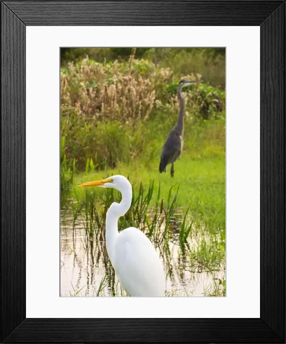 Framed Print : A White crane bird in Everglades National Park, Florida, United States Framed Print : A White crane bird in Everglades National Park, Florida, United States
