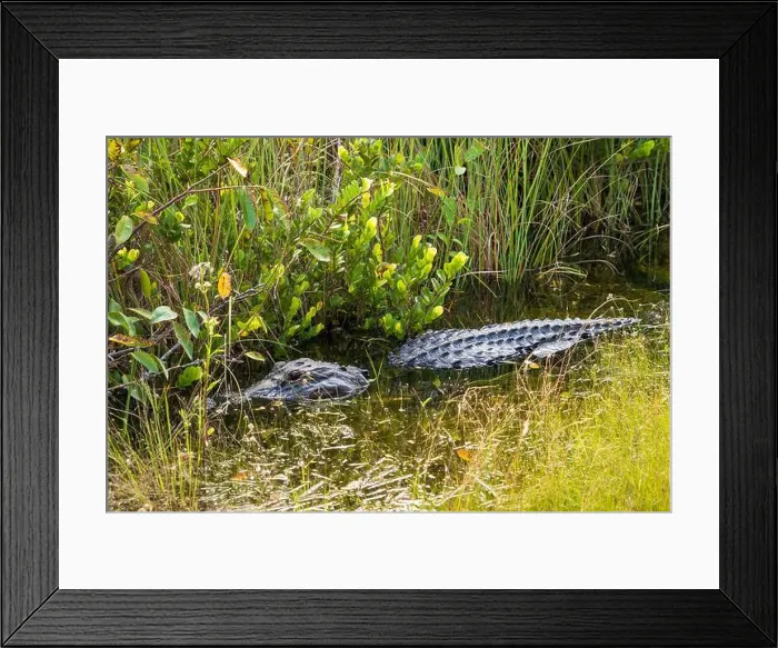 Framed Print : A Crocodile at Everglades National Park, Florida, United States Framed Print : A Crocodile at Everglades National Park, Florida, United States