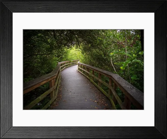 Framed Print : A Boardwalk at Everglades National Park, Florida, United States Framed Print : A Boardwalk at Everglades National Park, Florida, United States