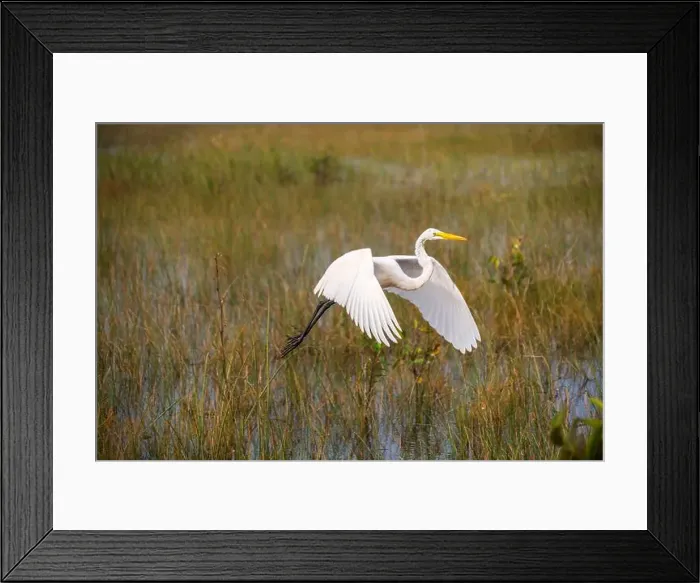 Framed Print : A White crane bird in Everglades National Park, Florida, United States Framed Print : A White crane bird in Everglades National Park, Florida, United States