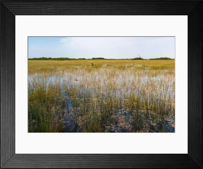 Framed Print : The Swamp land at Everglades National Park, Florida, United States Framed Print : The Swamp land at Everglades National Park, Florida, United States