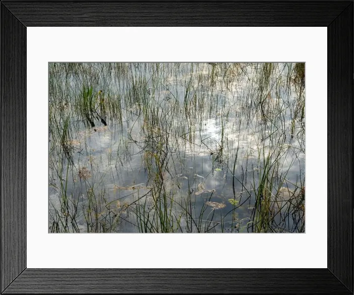 Framed Print : The Swamp land at Everglades National Park, Florida, United States Framed Print : The Swamp land at Everglades National Park, Florida, United States