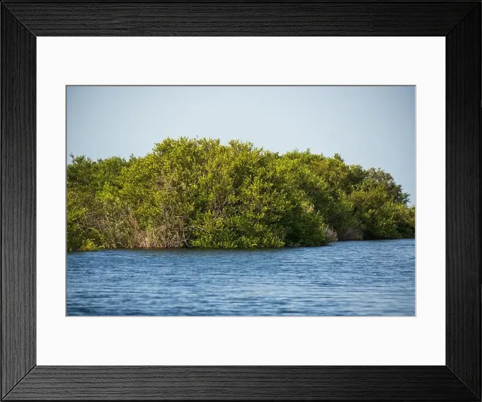 Framed Print : The Swamp land at Everglades National Park, Florida, United States Framed Print : The Swamp land at Everglades National Park, Florida, United States