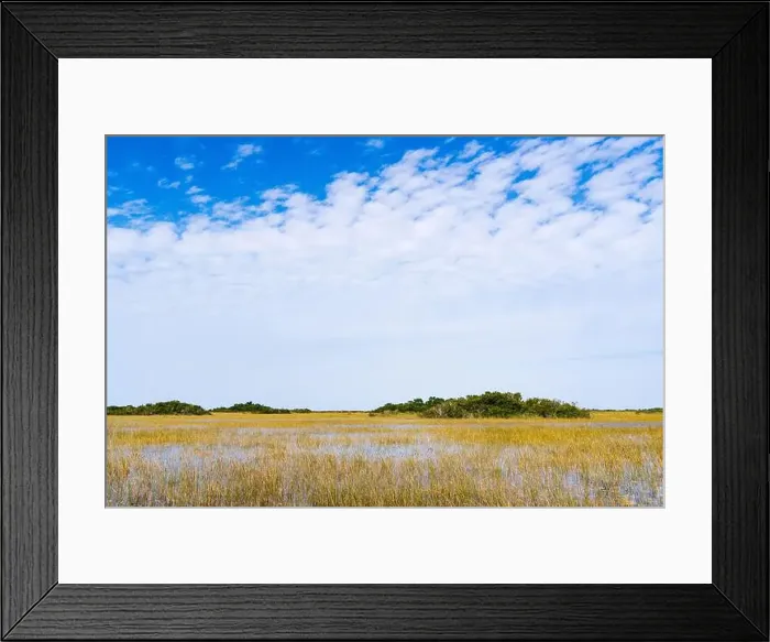 Framed Print : The Swamp land at Everglades National Park, Florida, United States Framed Print : The Swamp land at Everglades National Park, Florida, United States