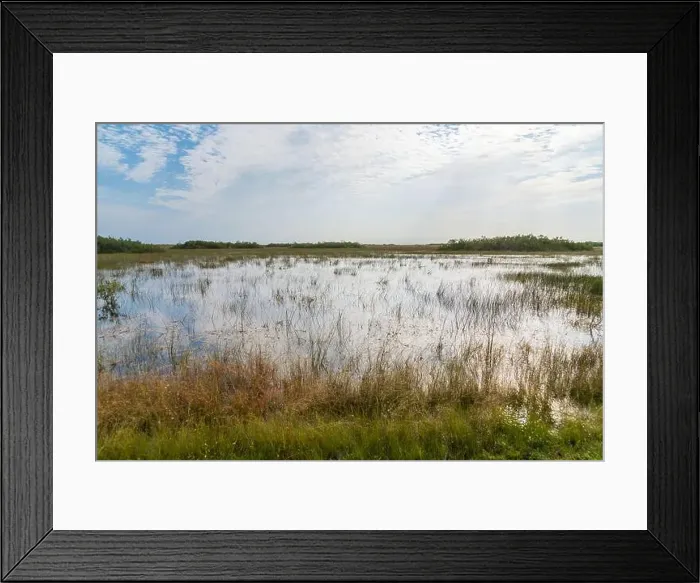 Framed Print : The Swamp land at Everglades National Park, Florida, United States Framed Print : The Swamp land at Everglades National Park, Florida, United States