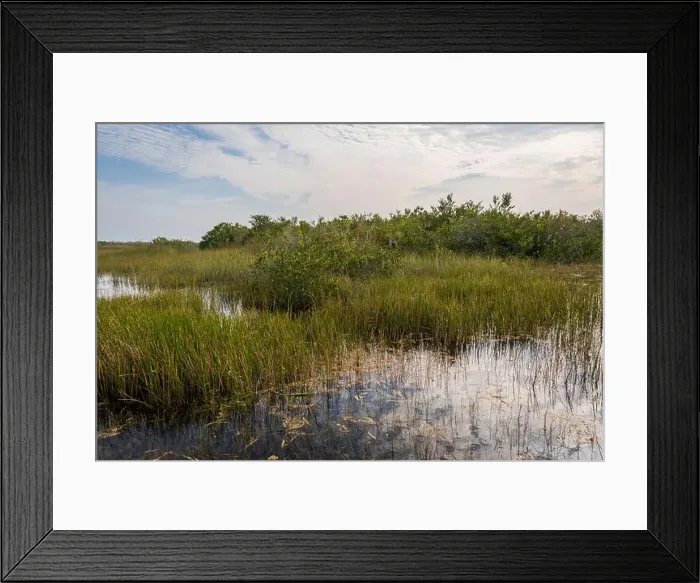 Framed Print : The Swamp land at Everglades National Park, Florida, United States Framed Print : The Swamp land at Everglades National Park, Florida, United States