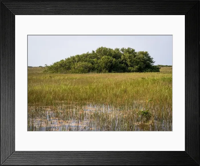Framed Print : The Swamp land at Everglades National Park, Florida, United States Framed Print : The Swamp land at Everglades National Park, Florida, United States