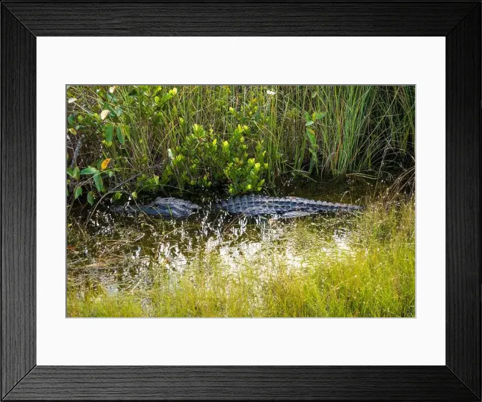 Framed Print : A Crocodile at Everglades National Park, Florida, United States Framed Print : A Crocodile at Everglades National Park, Florida, United States