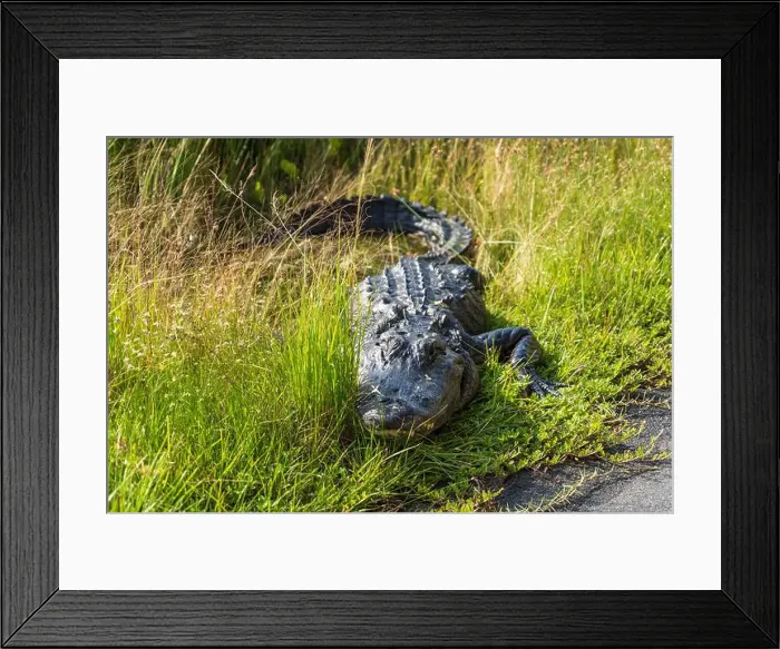 Framed Print : A Crocodile at Everglades National Park, Florida, United States Framed Print : A Crocodile at Everglades National Park, Florida, United States
