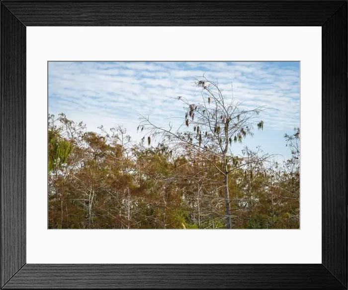 Framed Print : The Swamp land at Everglades National Park, Florida, United States Framed Print : The Swamp land at Everglades National Park, Florida, United States