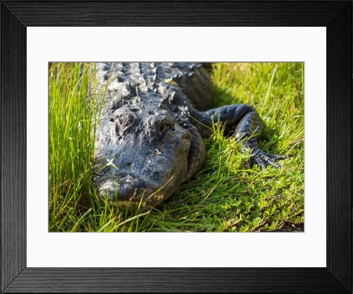 Framed Print : A Crocodile at Everglades National Park, Florida, United States Framed Print : A Crocodile at Everglades National Park, Florida, United States