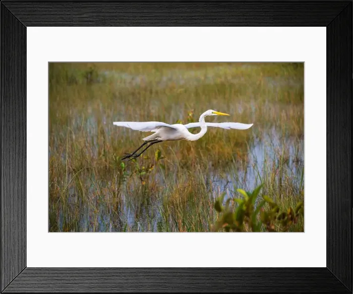 Framed Print : A White crane bird in Everglades National Park, Florida, United States Framed Print : A White crane bird in Everglades National Park, Florida, United States