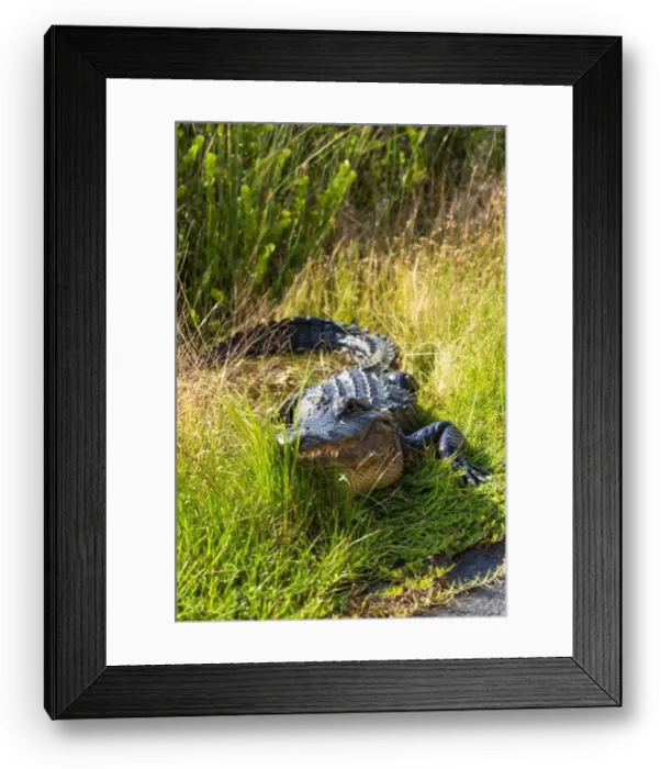 Framed Print : A Crocodile at Everglades National Park, Florida, United States Framed Print : A Crocodile at Everglades National Park, Florida, United States