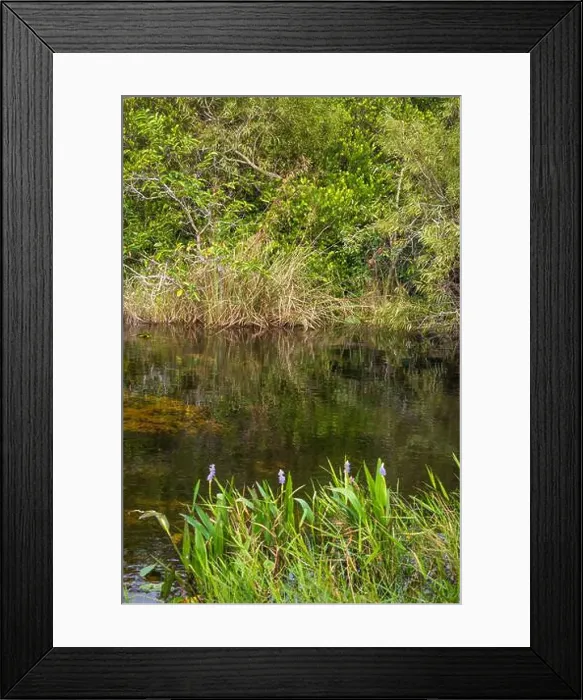 Framed Print : The Swamp land at Everglades National Park, Florida, United States Framed Print : The Swamp land at Everglades National Park, Florida, United States