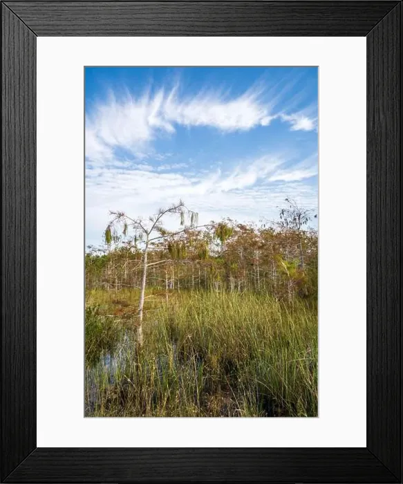 Framed Print : The Swamp land at Everglades National Park, Florida, United States Framed Print : The Swamp land at Everglades National Park, Florida, United States