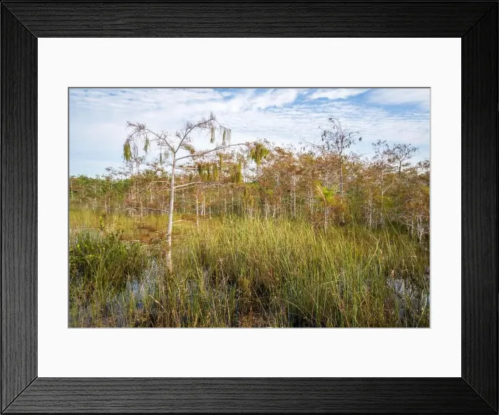 Framed Print : The Swamp land at Everglades National Park, Florida, United States Framed Print : The Swamp land at Everglades National Park, Florida, United States