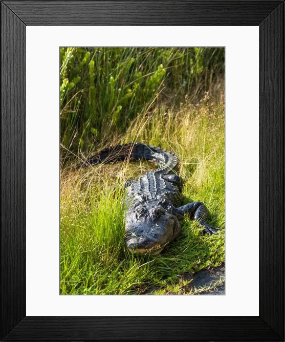 Framed Print : A Crocodile at Everglades National Park, Florida, United States Framed Print : A Crocodile at Everglades National Park, Florida, United States