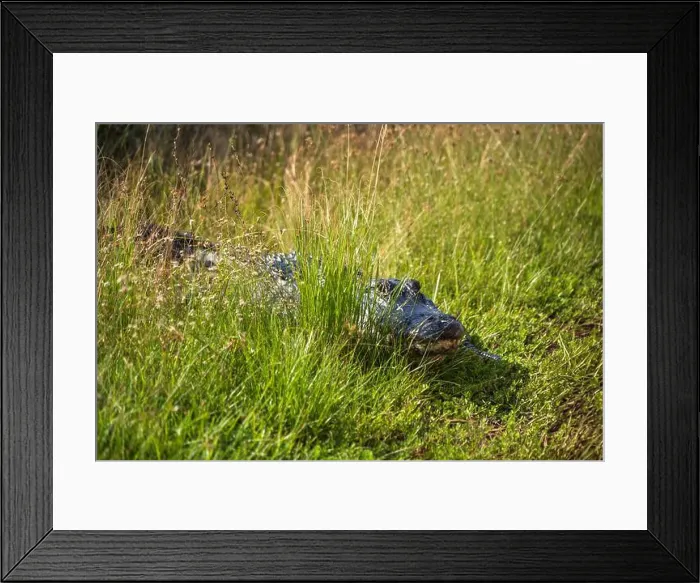 Framed Print : The Everglades National Park, Florida, United States Framed Print : The Everglades National Park, Florida, United States