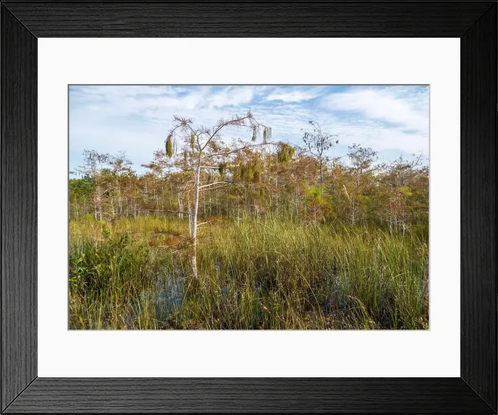 Framed Print : The Swamp land at Everglades National Park, Florida, United States Framed Print : The Swamp land at Everglades National Park, Florida, United States