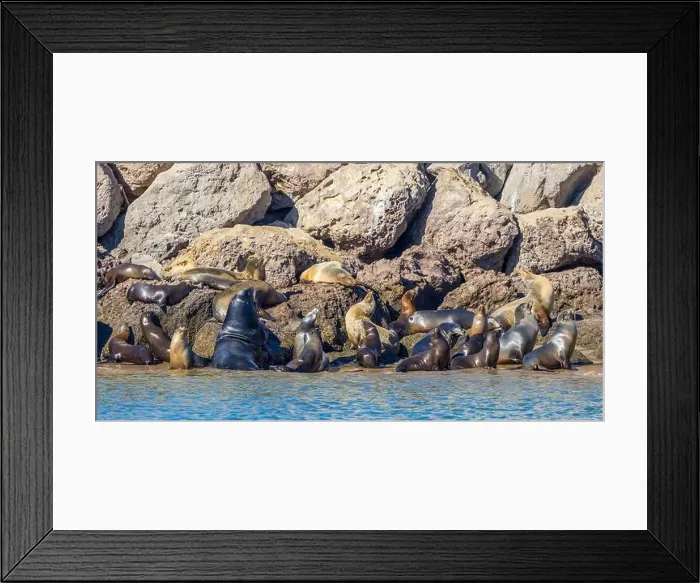 Framed Print : Sea Lions in the Channel Islands Harbor, California Framed Print : Sea Lions in the Channel Islands Harbor, California
