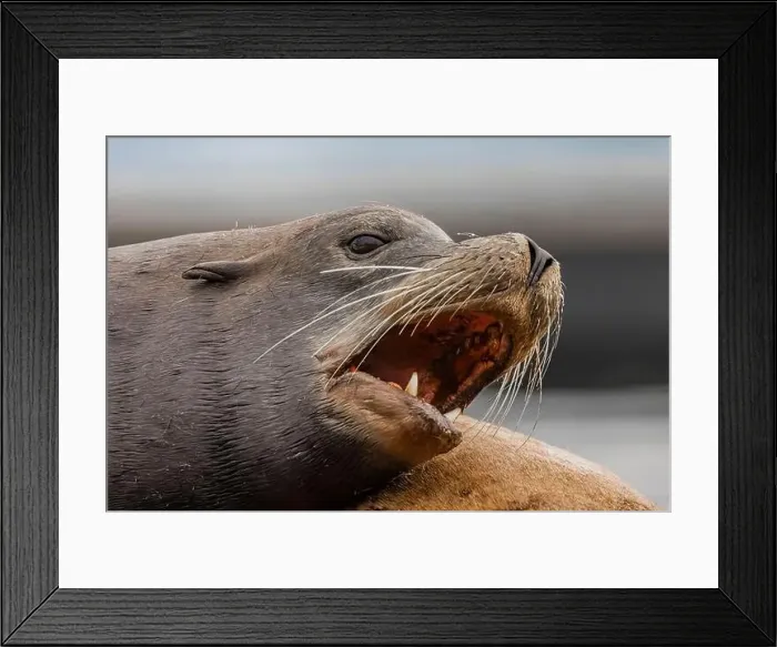 Framed Print : California Sea Lion, Zalophus californianus, on dock in Port of Newport's Commercial Marina, Oregon, USA Framed Print : California Sea Lion, Zalophus californianus, on dock in Port of Newport's Commercial Marina, Oregon, USA