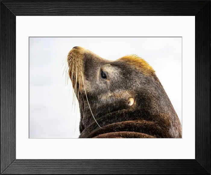 Framed Print : California Sea Lion, Zalophus californianus, on dock in Port of Newport's Commercial Marina, Oregon, USA Framed Print : California Sea Lion, Zalophus californianus, on dock in Port of Newport's Commercial Marina, Oregon, USA