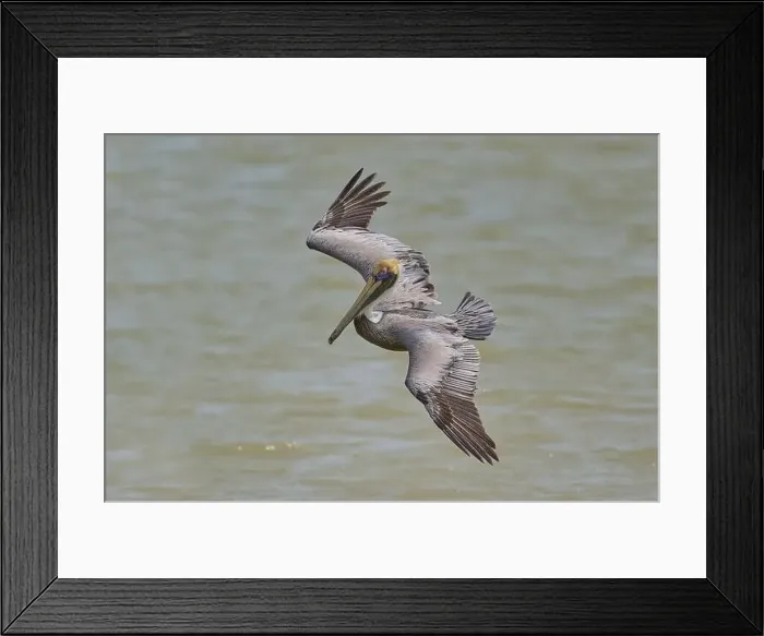 Framed Print : Brown Pelican, (Pelecanus occidentalis) Framed Print : Brown Pelican, (Pelecanus occidentalis)