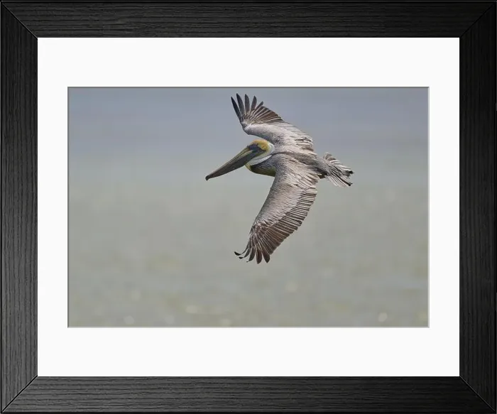 Framed Print : Brown Pelican, (Pelecanus occidentalis) Framed Print : Brown Pelican, (Pelecanus occidentalis)