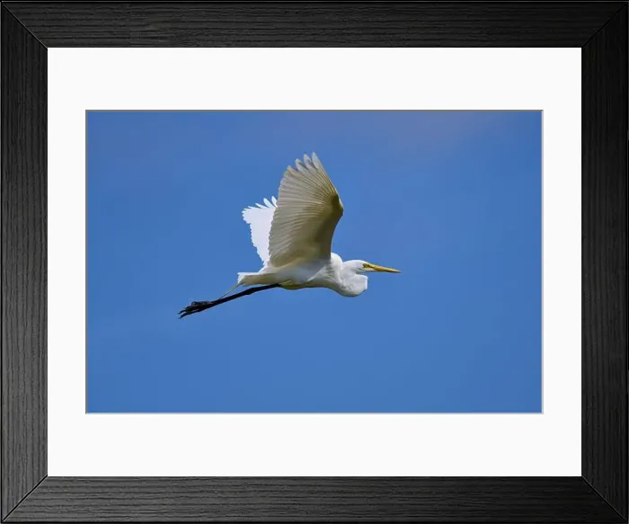 Framed Print : Great Egret (Egretta alba), flying against the blue sky Framed Print : Great Egret (Egretta alba), flying against the blue sky
