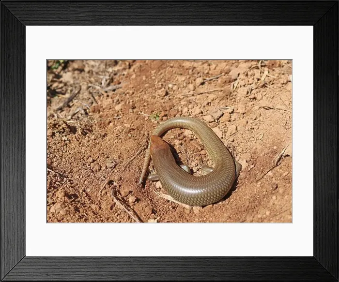 Framed Print : Lizard, Western red-tailed Skink, Plestiodon gilberti rubricaudatus, San Diego County, California, USA Framed Print : Lizard, Western red-tailed Skink, Plestiodon gilberti rubricaudatus, San Diego County, California, USA