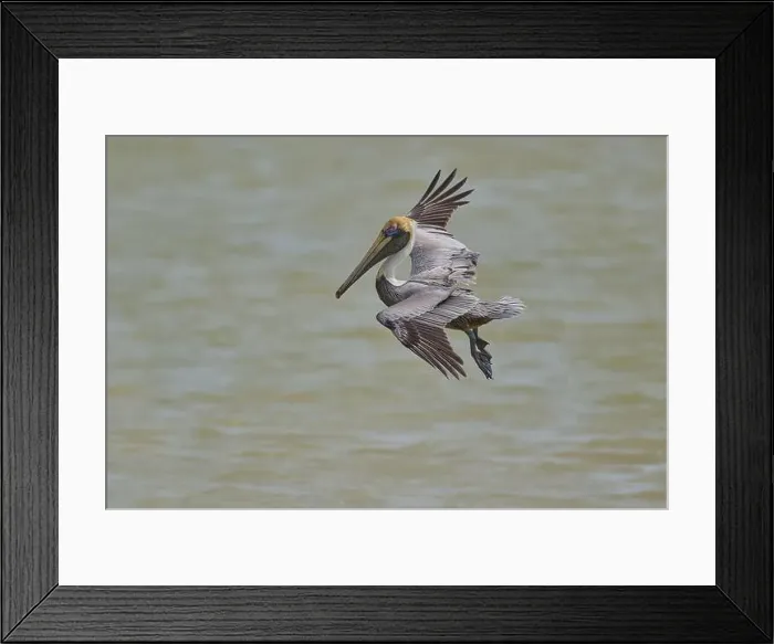 Framed Print : Brown Pelican, (Pelecanus occidentalis) Framed Print : Brown Pelican, (Pelecanus occidentalis)