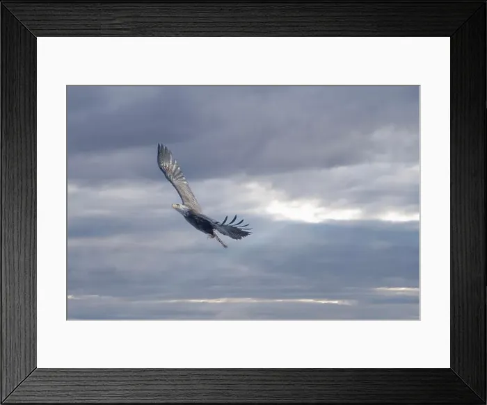 Framed Print : American Bald Eagle Soaring High at Sunset with a Fish Framed Print : American Bald Eagle Soaring High at Sunset with a Fish