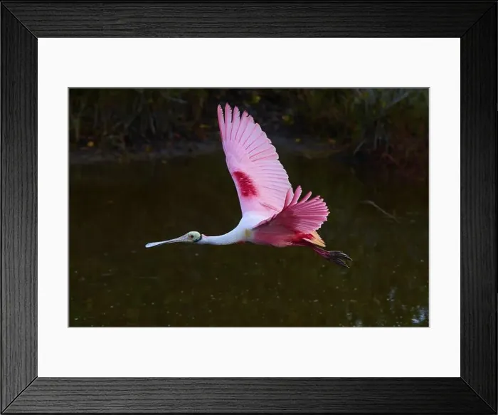 Framed Print : Roseate spoonbill (Ajaja ajaja) Framed Print : Roseate spoonbill (Ajaja ajaja)