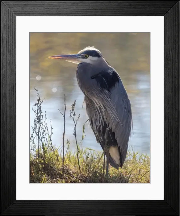 Framed Print : Great Blue Heron adult foraging. Redwood Shores Lagoon, San Mateo County, California, USA