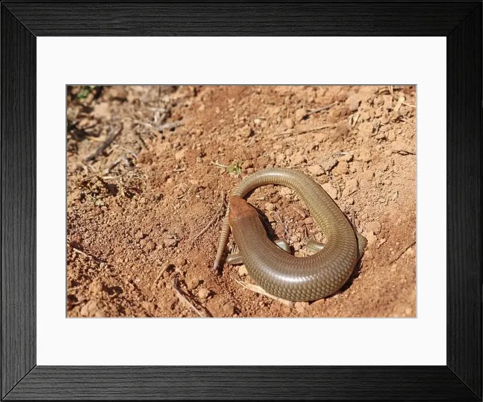 Framed Print : Western Redtail Skink, Gilbert's Skink Lizard, San Diego County, California, USA Framed Print : Western Redtail Skink, Gilbert's Skink Lizard, San Diego County, California, USA