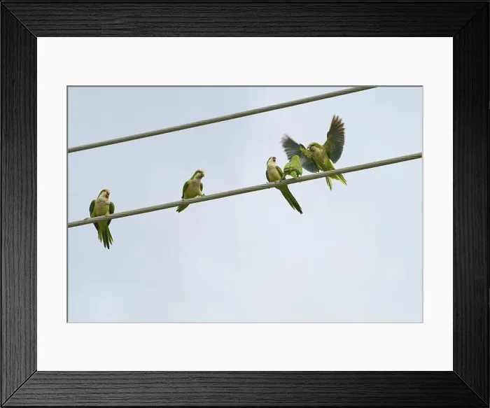 Framed Print : Monk parakeet (Myiopsitta monachus) Framed Print : Monk parakeet (Myiopsitta monachus)