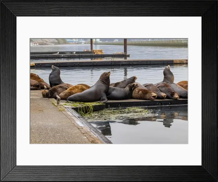Framed Print : California Sea Lion, Zalophus californianus, on dock in Port of Newport's Commercial Marina, Oregon, USA Framed Print : California Sea Lion, Zalophus californianus, on dock in Port of Newport's Commercial Marina, Oregon, USA