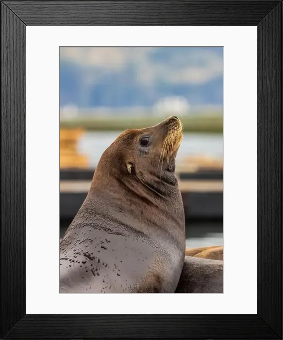 Framed Print : California Sea Lion, Zalophus californianus, on dock in Port of Newport's Commercial Marina, Oregon, USA Framed Print : California Sea Lion, Zalophus californianus, on dock in Port of Newport's Commercial Marina, Oregon, USA