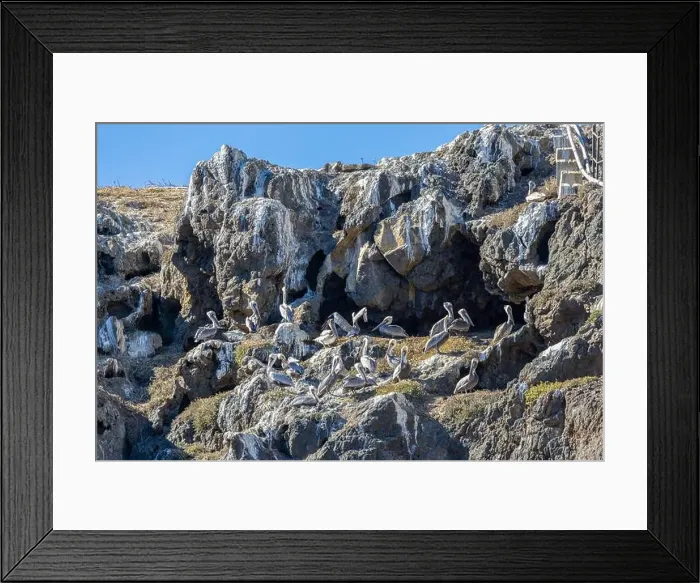 Framed Print : Bird Rocks in Channel Islands, California Framed Print : Bird Rocks in Channel Islands, California