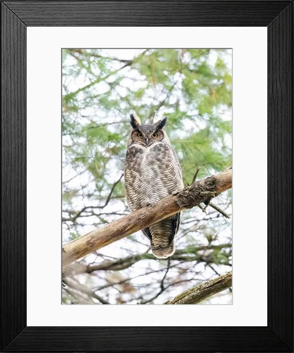 Framed Print : Great Horned Owl (Bubo virginianus) - Brevard, North Carolina, USA Framed Print : Great Horned Owl (Bubo virginianus) - Brevard, North Carolina, USA