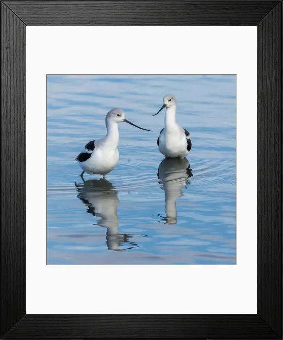 Framed Print : American Avocet Male and Female Foraging in Wetlands. Palo Alto Baylands, Santa Clara County, California, USA