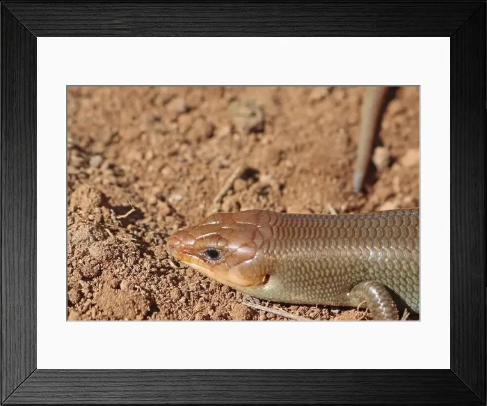 Framed Print : Close Up Male Western Red-tailed Skink Framed Print : Close Up Male Western Red-tailed Skink